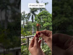 Load and play video in Gallery viewer, [ZMPC51]  Gold Shilajit Spoon
