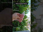 Load and play video in Gallery viewer, [ZMWH35] Pink Cupbase Bottle With White Droper - 50ml &amp; 100ml
