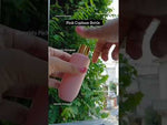 Load and play video in Gallery viewer, [ZMWH36] Pink Cupbase Bottle With Golden  Screw Cap - 50ml &amp; 100ml
