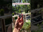 Load and play video in Gallery viewer, [ZMPC39] Perfume Caps
