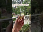 Load and play video in Gallery viewer, [ZMPC49] Gold Metallized Fliptop  Cap
