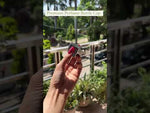 Load and play video in Gallery viewer, [ZMPC40] Perfume Caps
