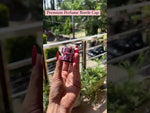 Load and play video in Gallery viewer, [ZMPC44] Perfume Caps
