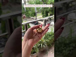 Load and play video in Gallery viewer, [ZMPC50] Gold Metallized Fliptop  Cap
