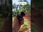 Load and play video in Gallery viewer, [ZMPC19] Black Elite Cap - 20mm, 24mm
