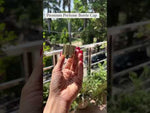 Load and play video in Gallery viewer, [ZMPC35] Perfume Cap
