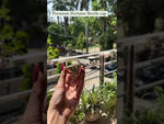 Load and play video in Gallery viewer, [ZMPC34] Perfume Cap
