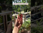Load and play video in Gallery viewer, [ZMPC38] Perfume Caps
