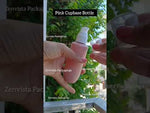 Load and play video in Gallery viewer, [ZMWH37] Pink Cupbase Bottle With White Novo Lotion Pump - 50ml &amp; 100ml
