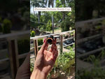 Load and play video in Gallery viewer, [ZMPC37] Premium Caps For Perfume
