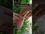 Load and play video in Gallery viewer, [ZMWH29] Pink Cupbase Bottle With Black Applicator Cap  - 50ml , 100ml &amp; 250ml
