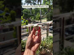Load and play video in Gallery viewer, [ZMPC45] Perfume Caps
